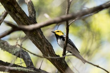 Golden,Cheeked,Warbler,Looking,For,Mate